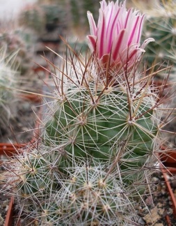 Thelocactus lausseri