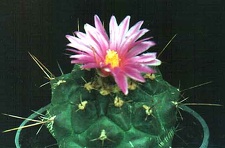 Thelocactus bueckii