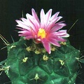 Thelocactus bueckii