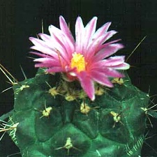 Thelocactus bueckii