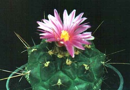 Thelocactus bueckii