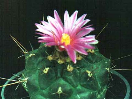 Thelocactus bueckii