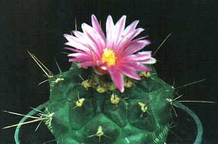 Thelocactus bueckii