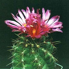 Thelocactus heterochromus
