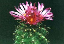Thelocactus heterochromus