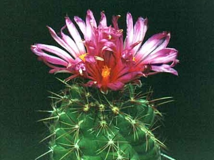 Thelocactus heterochromus