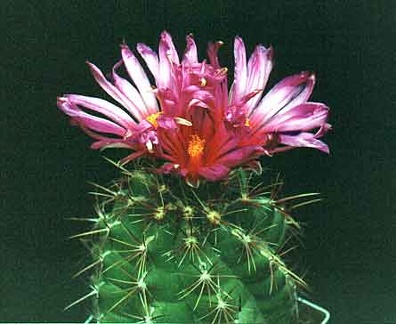 Thelocactus heterochromus