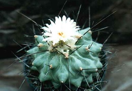 Thelocactus lophothele v. longispinum