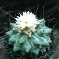 Thelocactus lophothele v. longispinum