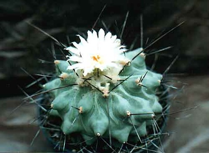 Thelocactus lophothele v. longispinum