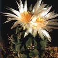Thelocactus lophothelе