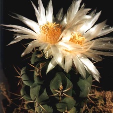 Thelocactus lophothelе