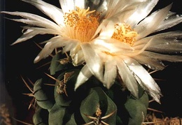 Thelocactus lophothelе