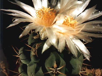 Thelocactus lophothelе