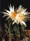 Thelocactus lophothelе