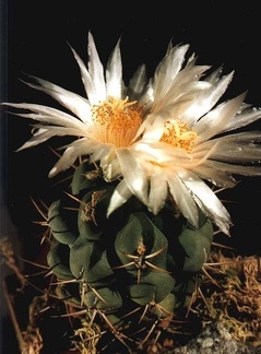 Thelocactus lophothelе