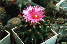 Thelocactus matudae