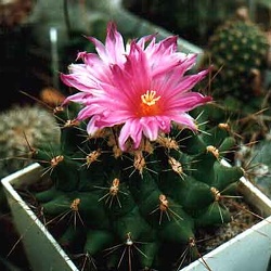 Thelocactus