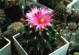 Thelocactus matudae