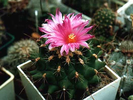 Thelocactus matudae