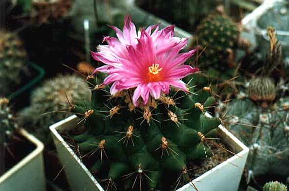 Thelocactus matudae