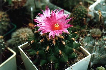 Thelocactus matudae