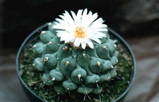 Thelocactus phymatothelos