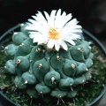 Thelocactus phymatothelos
