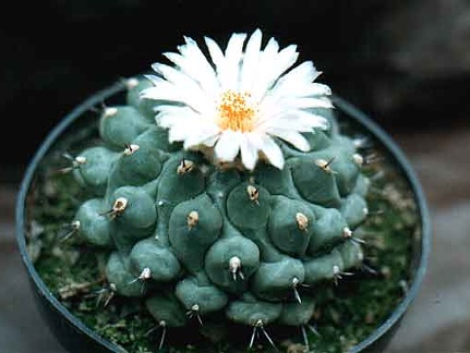Thelocactus phymatothelos