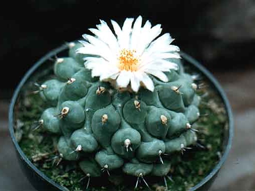 Thelocactus phymatothelos