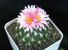 Thelocactus sauerii