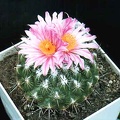Thelocactus sauerii
