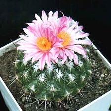 Thelocactus sauerii