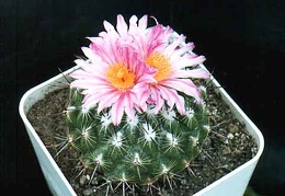 Thelocactus sauerii