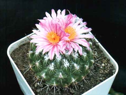 Thelocactus sauerii
