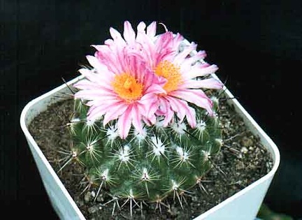 Thelocactus sauerii