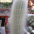 Trixanthocereus senilis