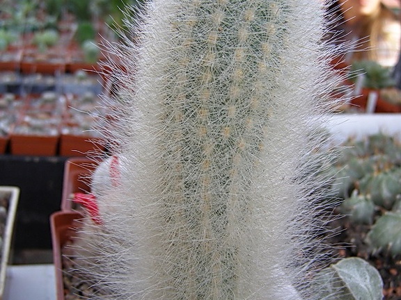 Trixanthocereus senilis