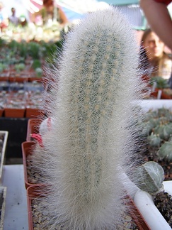 Trixanthocereus senilis