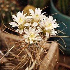 Toumeya papyracantha