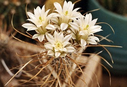 Toumeya papyracantha