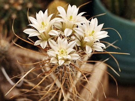 Toumeya papyracantha