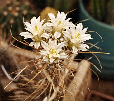 Toumeya papyracantha