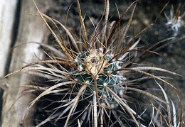 Toumeya papyracantha