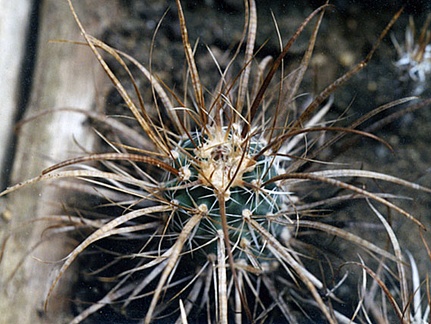 Toumeya papyracantha