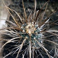 Toumeya papyracantha