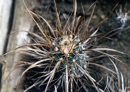 Toumeya papyracantha