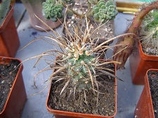 Toumeya papiracantha