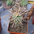 Toumeya papiracantha