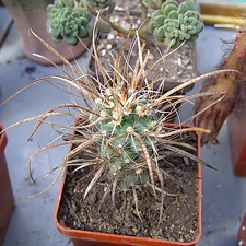 Toumeya papiracantha